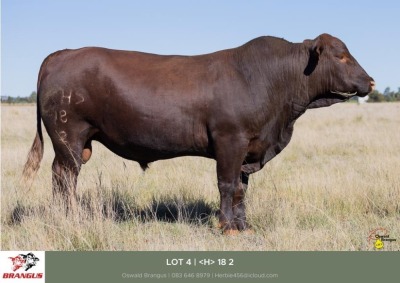 1x BUL/BULL - <H>182 - HERBERT E