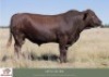 1x BUL/BULL - <H>182 - HERBERT E