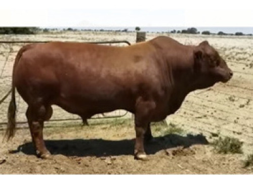 1x BUL/BULL - WYD15102 - BOTHA D