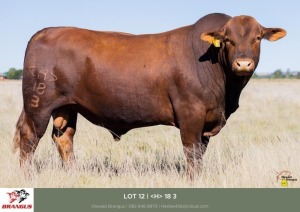 1x BUL/BULL - <H>183 - HERBERT E