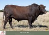 1x BUL/BULL - <H>185 - HERBERT E