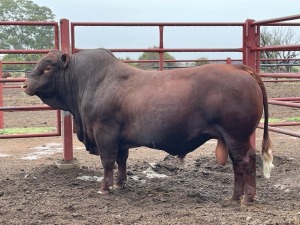 1x BUL/BULL - FE18671 - DU PLESSIS J