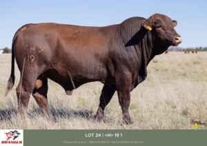 1x BUL/BULL - <H>191 - HERBERT E