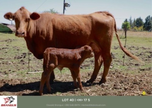 1x VROULIK/FEMALE - <H>175 - HERBERT E
