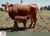 1x VROULIK/FEMALE - <H>175 - HERBERT E