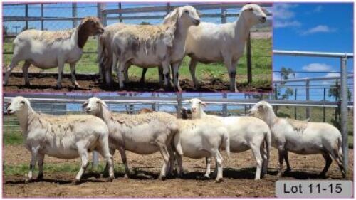 LOT 13C 1X MEATMASTER OOI/EWE - DRAGTIG