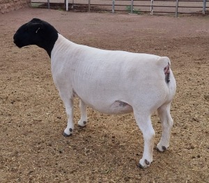 LOT 1 1X DORPER OOI/EWE ML PHILLIPS - T5