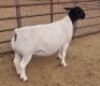 LOT 1 1X DORPER OOI/EWE ML PHILLIPS - T5 - 2