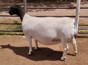 LOT 2 1+1X DORPER OOI/EWE ML PHILLIPS - T5