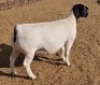 LOT 3 1X DORPER OOI/EWE ML PHILLIPS - T5