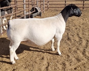 LOT 4 1X DORPER OOI/EWE ML PHILLIPS - T5