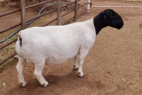 LOT 12 1X DORPER OOI/EWE ML PHILLIPS - T5