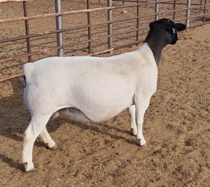 LOT 11 1X DORPER OOI/EWE ML PHILLIPS - T5