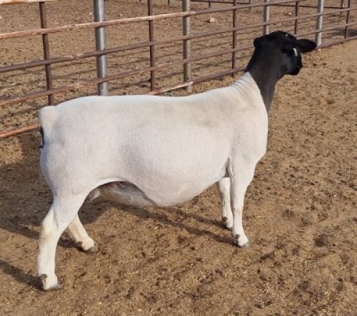LOT 11 1X DORPER OOI/EWE ML PHILLIPS - T5