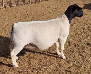 LOT 5 1X DORPER OOI/EWE ML PHILLIPS - T5