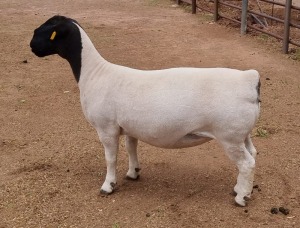 LOT 15 1X DORPER OOI/EWE ML PHILLIPS - T5