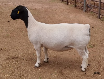 LOT 15 1X DORPER OOI/EWE ML PHILLIPS - T5