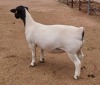 LOT 15 1X DORPER OOI/EWE ML PHILLIPS - T5 - 2