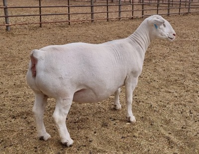 LOT 16 1X WITDORPER OOI/EWE ASHLEY PHILLIPS - FLOCK