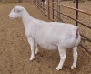 LOT 16 1X WITDORPER OOI/EWE ASHLEY PHILLIPS - FLOCK - 2