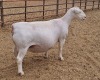 LOT 17 1+1X WITDORPER OOI/EWE ASHLEY PHILLIPS - T5