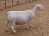 LOT 17 1+1X WITDORPER OOI/EWE ASHLEY PHILLIPS - T5 - 2