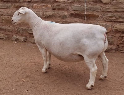 LOT 18 1X WITDORPER OOI/EWE ASHLEY PHILLIPS - T5