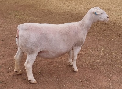 LOT 19 1+1X WITDORPER OOI/EWE ASHLEY PHILLIPS - T5