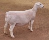 LOT 19 1+1X WITDORPER OOI/EWE ASHLEY PHILLIPS - T5 - 2