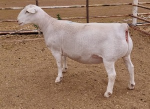 LOT 20 1X WITDORPER OOI/EWE ASHLEY PHILLIPS - T5