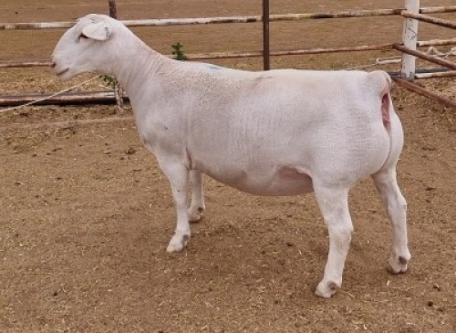 LOT 20 1X WITDORPER OOI/EWE ASHLEY PHILLIPS - T5