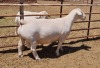 LOT 16 1X WITDORPER RAM ASHLEY PHILLIPS - T5