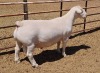 LOT 16 1X WITDORPER RAM ASHLEY PHILLIPS - T5 - 2