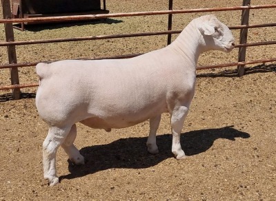 LOT 17 1X WITDORPER RAM ASHLEY PHILLIPS - STUD