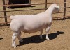 LOT 17 1X WITDORPER RAM ASHLEY PHILLIPS - STUD - 2