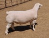 LOT 17 1X WITDORPER RAM ASHLEY PHILLIPS - STUD - 3