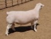 LOT 17 1X WITDORPER RAM ASHLEY PHILLIPS - STUD - 3