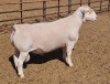 LOT 18 1X WITDORPER RAM ASHLEY PHILLIPS - STUD