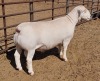 LOT 19 1X WITDORPER RAM ASHLEY PHILLIPS - STUD