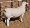 LOT 19 1X WITDORPER RAM ASHLEY PHILLIPS - STUD - 2