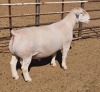 LOT 20 1X WITDORPER RAM ASHLEY PHILLIPS - STUD