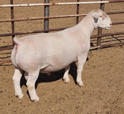 LOT 20 1X WITDORPER RAM ASHLEY PHILLIPS - STUD