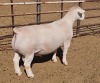 LOT 20 1X WITDORPER RAM ASHLEY PHILLIPS - STUD - 2