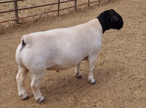 LOT 121 1X DORPER RAM ML PHILLIPS - T5