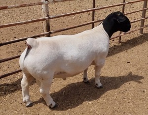 LOT 122 1X DORPER RAM ML PHILLIPS - T5