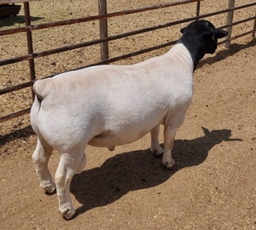 LOT 124 1X DORPER RAM ML PHILLIPS - T5