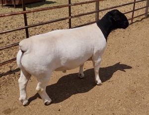 LOT 125 1X DORPER RAM MICKEY PHILLIPS