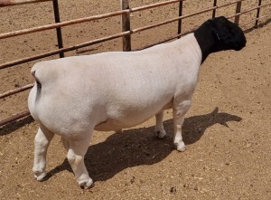 LOT 131 1X DORPER RAM MICKEY PHILLIPS - T5