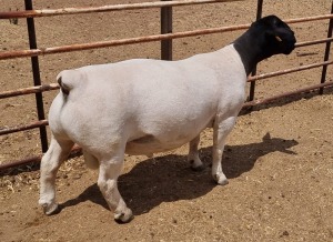 LOT 132 1X DORPER RAM MICKEY PHILLIPS - T5