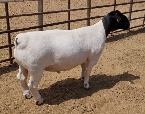 LOT 133 1X DORPER RAM MICKEY PHILLIPS - T5